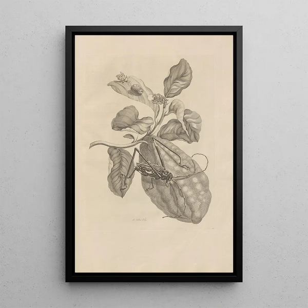 Dissertation sur la génération et les métamorphoses des insectes du Surinam Pl28 - Maria Sibylla Merian — quadro incorniciato alla parete