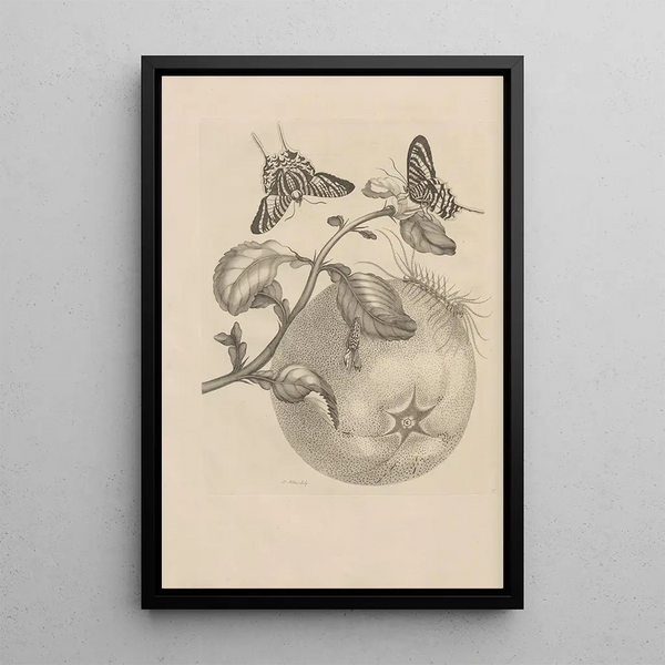 Dissertation sur la génération et les métamorphoses des insectes du Surinam Pl29 - Maria Sibylla Merian — quadro incorniciato alla parete