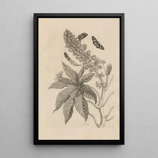 Dissertation sur la génération et les métamorphoses des insectes du Surinam Pl30 - Maria Sibylla Merian — quadro incorniciato alla parete
