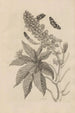 Dissertation sur la génération et les métamorphoses des insectes du Surinam Pl30 - Maria Sibylla Merian — vista dell’opera