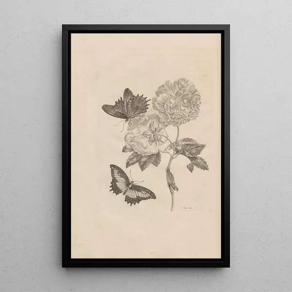Dissertatio de generatione et metamorphoses des insectes surinamens Pl31 - Maria Sibylla Merian — quadro incorniciato alla parete