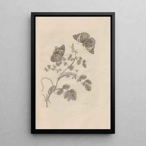 Dissertatio de generatione et metamorphoses des insectes surinamens Pl32 - Maria Sibylla Merian — quadro incorniciato alla parete