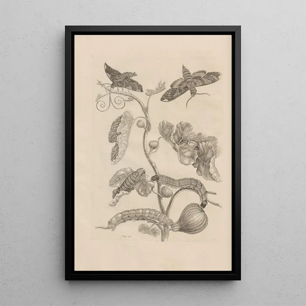 Dissertatio de generatione et metamorphoses des insectes surinamens Pl33 - Maria Sibylla Merian — quadro incorniciato alla parete