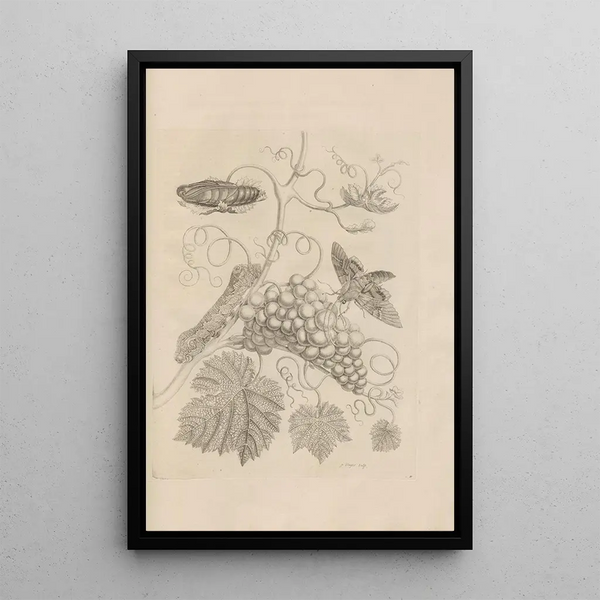 Dissertatio de generatione et metamorphoses des insectes surinamens Pl34 - Maria Sibylla Merian — quadro incorniciato alla parete