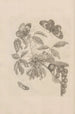 Dissertatio de generatione et metamorphoses des insectes surinamens Pl35 - Maria Sibylla Merian — vista dell’opera