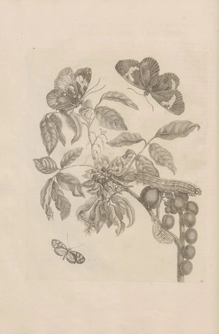 Maria Sibylla Merian - Dissertatio de generatione et metamorphosibus insectorum surinamensium Pl35.webp