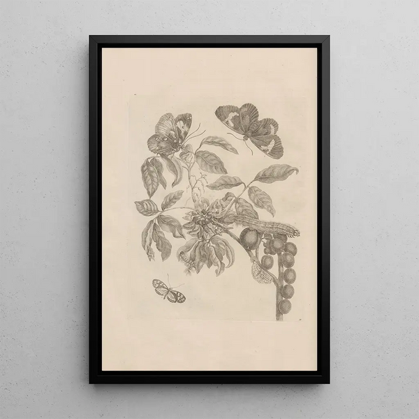Dissertatio de generatione et metamorphoses des insectes surinamens Pl35 - Maria Sibylla Merian — quadro incorniciato alla parete