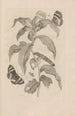 Dissertatio de generatione et metamorphoses des insectes surinamens Pl36 - Maria Sibylla Merian — vista dell’opera