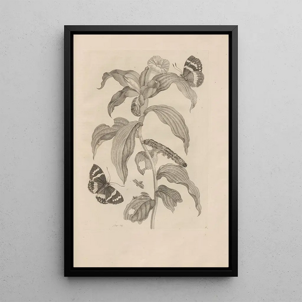 Dissertatio de generatione et metamorphoses des insectes surinamens Pl36 - Maria Sibylla Merian — quadro incorniciato alla parete