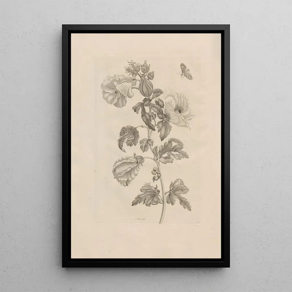 Dissertatio de generatione et metamorphoses des insectes surinamens Pl37 - Maria Sibylla Merian — quadro incorniciato alla parete