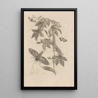 Maria Sibylla Merian - Dissertatio de generatione et metamorphosibus insectorum surinamensium Pl38.webp