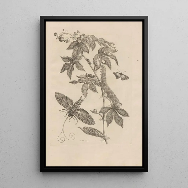 Dissertatio de generatione et metamorphoses des insectes surinamens Pl38 - Maria Sibylla Merian — quadro incorniciato alla parete
