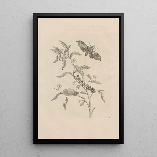 Dissertatio de generatione et metamorphoses des insectes surinamens Pl39 - Maria Sibylla Merian — quadro incorniciato alla parete