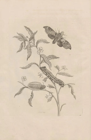 Maria Sibylla Merian - Dissertatio de generatione et metamorphosibus insectorum surinamensium Pl39.webp