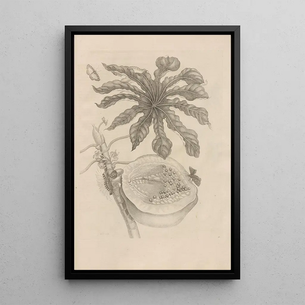 Dissertatio de generatione et metamorphoses des insectes surinamens Pl40 - Maria Sibylla Merian — quadro incorniciato alla parete