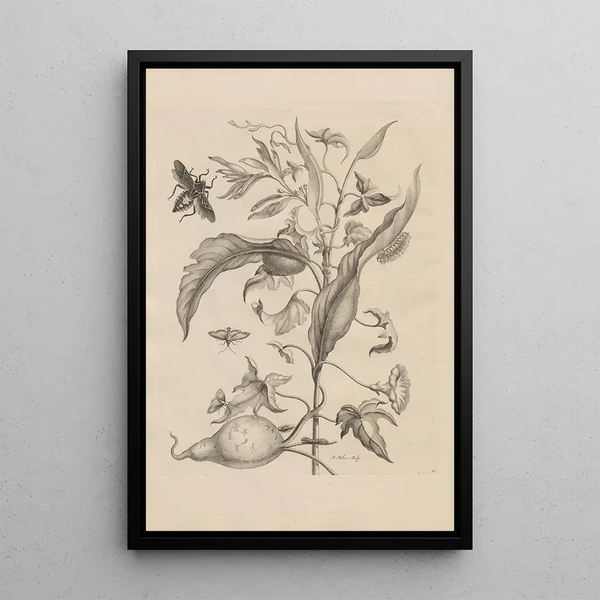 Dissertatio de generatione et metamorphoses des insectes surinamens Pl41 - Maria Sibylla Merian — quadro incorniciato alla parete