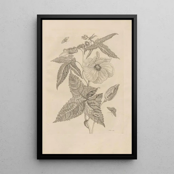 Dissertatio de generatione et metamorphoses des insectes surinamens Pl42 - Maria Sibylla Merian — quadro incorniciato alla parete