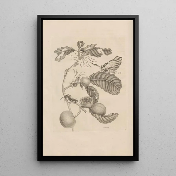 Dissertatio de generatione et metamorphoses des insectes surinamens Pl43 - Maria Sibylla Merian — quadro incorniciato alla parete