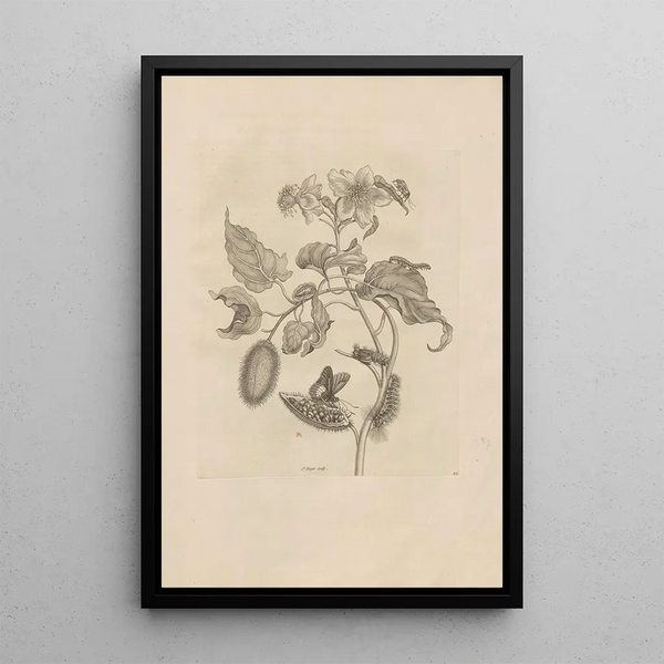 Dissertatio de generatione et metamorphoses des insectes surinamens Pl44 - Maria Sibylla Merian — quadro incorniciato alla parete
