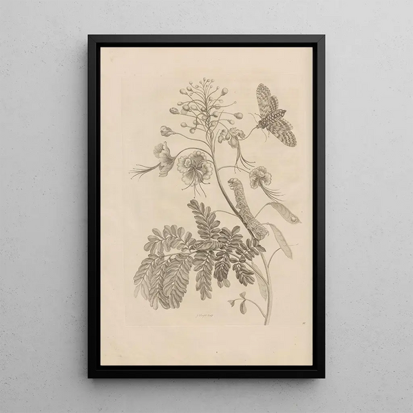 Dissertatio de generatione et metamorphoses des insectes surinamens Pl45 - Maria Sibylla Merian — quadro incorniciato alla parete