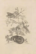 Dissertatio de generatione et metamorphoses des insectes surinamens Pl46 - Maria Sibylla Merian — vista dell’opera