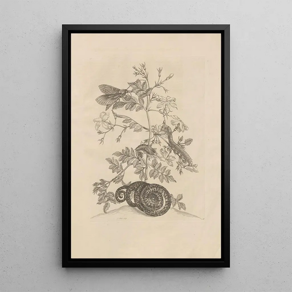 Dissertatio de generatione et metamorphoses des insectes surinamens Pl46 - Maria Sibylla Merian — quadro incorniciato alla parete