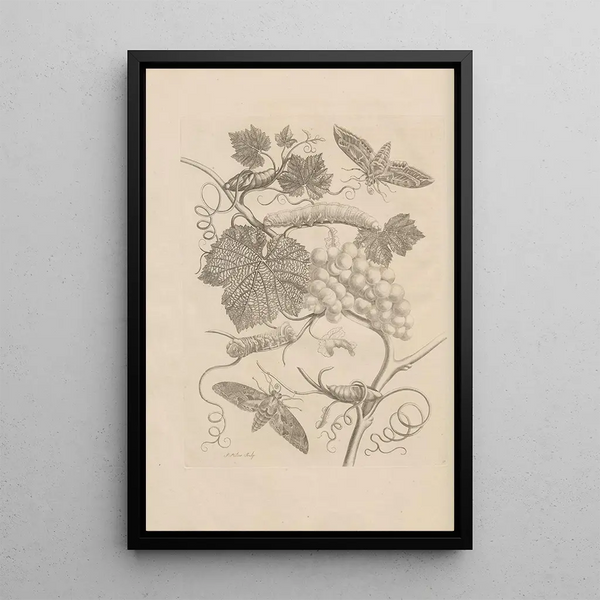 Dissertatio de generatione et metamorphoses des insectes surinamens Pl47 - Maria Sibylla Merian — quadro incorniciato alla parete