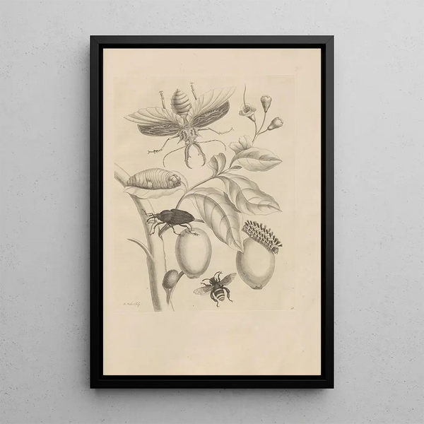 Dissertatio de generatione et metamorphoses des insectes surinamens Pl48 - Maria Sibylla Merian — quadro incorniciato alla parete