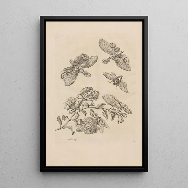 Dissertatio de generatione et metamorphoses des insectes surinamens Pl49 - Maria Sibylla Merian — quadro incorniciato alla parete