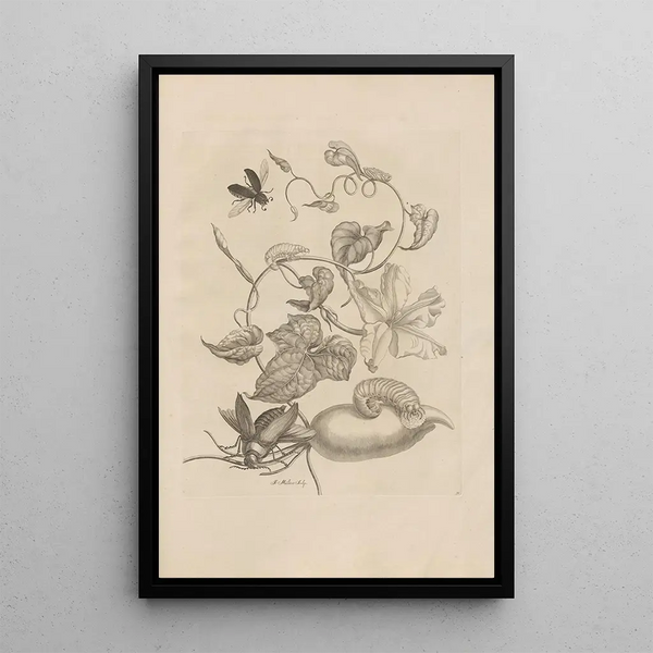 Dissertatio de generatione et metamorphoses des insectes surinamens Pl50 - Maria Sibylla Merian — quadro incorniciato alla parete