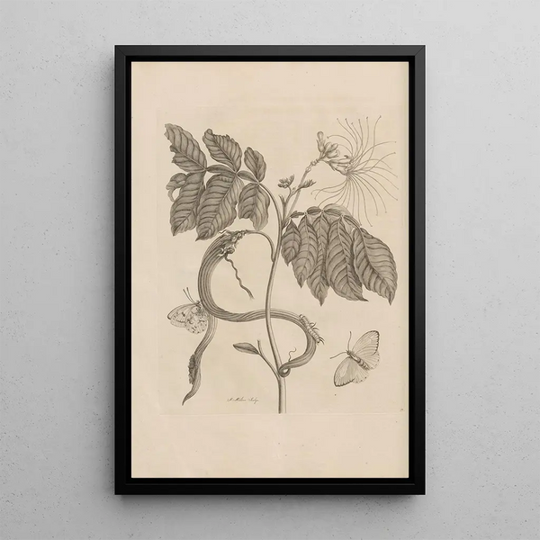 Dissertatio de generatione et metamorphoses des insectes surinamens Pl51 - Maria Sibylla Merian — quadro incorniciato alla parete