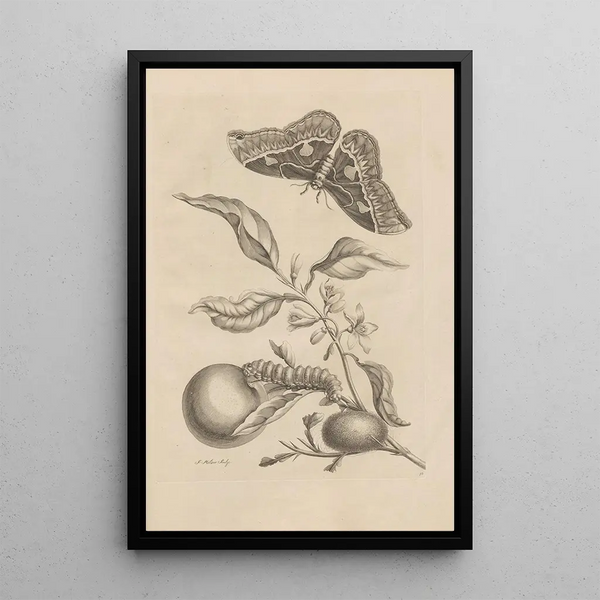 Dissertatio de generatione et metamorphoses des insectes surinamens Pl52 - Maria Sibylla Merian — quadro incorniciato alla parete
