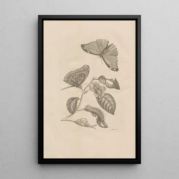 Dissertatio de generatione et metamorphoses des insectes surinamens Pl53 - Maria Sibylla Merian — quadro incorniciato alla parete