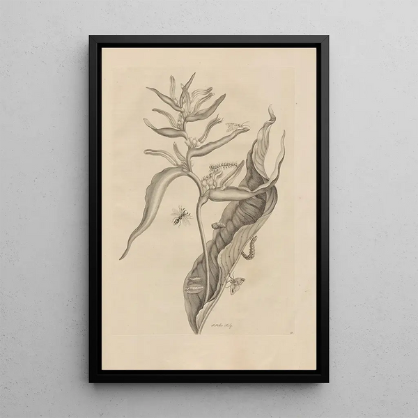 Dissertatio de generatione et metamorphoses des insectes surinamens Pl54 - Maria Sibylla Merian — quadro incorniciato alla parete