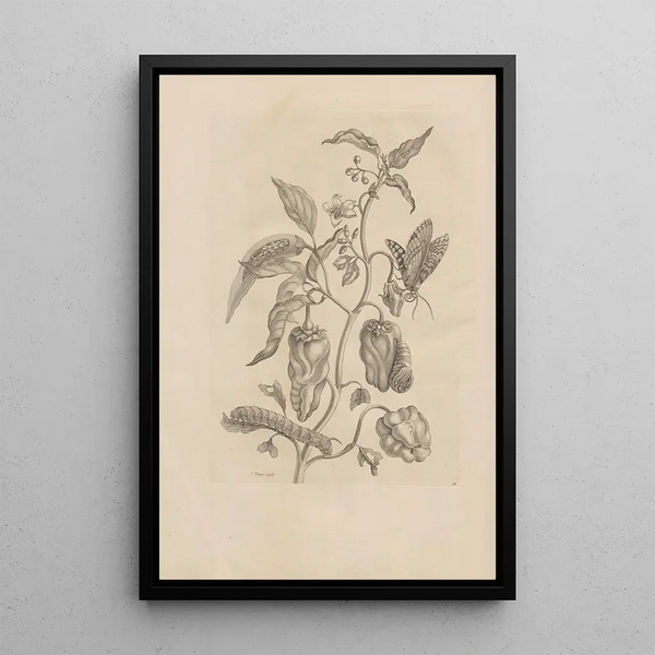 Dissertatio de generatione et metamorphoses des insectes surinamens Pl55 - Maria Sibylla Merian — quadro incorniciato alla parete