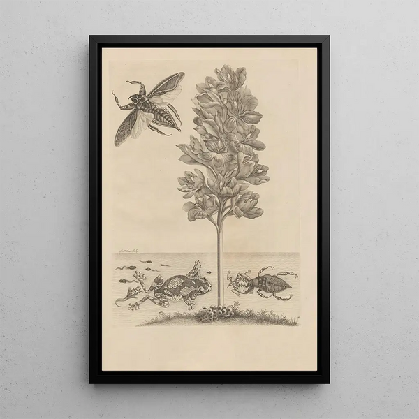 Dissertatio de generatione et metamorphoses des insectes surinamens Pl56 - Maria Sibylla Merian — quadro incorniciato alla parete