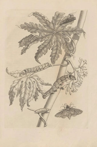 Maria Sibylla Merian - Dissertatio de generatione et metamorphosibus insectorum surinamensium Pl62.webp