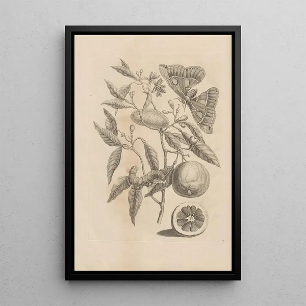 Maria Sibylla Merian - Dissertatio de generatione et metamorphosibus insectorum surinamensium Pl65.webp