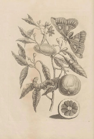 Maria Sibylla Merian - Dissertatio de generatione et metamorphosibus insectorum surinamensium Pl65.webp