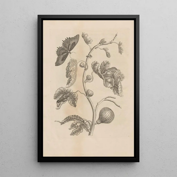 Maria Sibylla Merian - Dissertatio de generatione et metamorphosibus insectorum surinamensium Pl67.webp