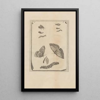 Maria Sibylla Merian - Dissertatio de generatione et metamorphosibus insectorum surinamensium Pl68.webp