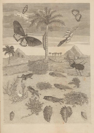 Maria Sibylla Merian - Dissertatio de generatione et metamorphosibus insectorum surinamensium Pl72.webp
