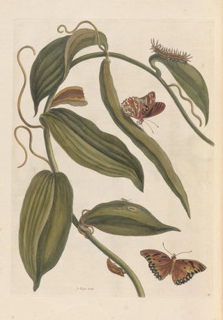 Maria Sibylla Merian - Dissertation sur la generation et les transformations des insectes de Surinam Pl01.webp