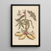 Dissertation sur la génération et les transformations des insectes de Surinam Pl07 - Maria Sibylla Merian — quadro incorniciato alla parete