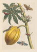 Dissertation sur la génération et les transformations des insectes de Surinam Pl09 - Maria Sibylla Merian — vista dell’opera