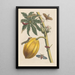 Dissertation sur la génération et les transformations des insectes de Surinam Pl09 - Maria Sibylla Merian — quadro incorniciato alla parete