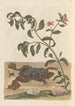 Dissertation sur la génération et les transformations des insectes de Surinam Pl13 - Maria Sibylla Merian — vista dell’opera