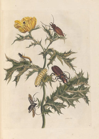 Maria Sibylla Merian - Dissertation sur la generation et les transformations des insectes de Surinam Pl14.webp