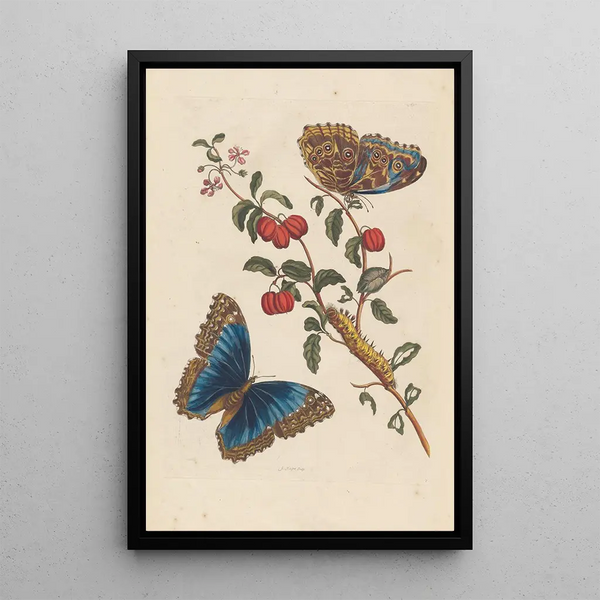 Maria Sibylla Merian - Dissertation sur la generation et les transformations des insectes de Surinam Pl18.webp