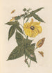 Dissertation sur la génération et les transformations des insectes de Surinam Pl20 - Maria Sibylla Merian — vista dell’opera
